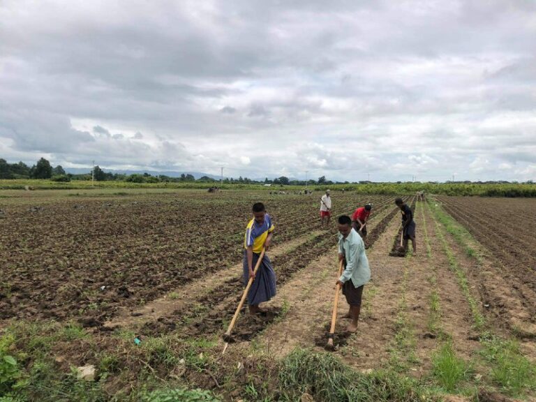 နေပြည်တော်တွင် အခြား သီးနှံဖြစ်သည့် သပြေ စိုက်ပျိုးမှု များပြားလာ၍ နေ့စား အလုပ်သမားများ အတွက် အဆင်ပြေ