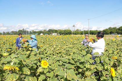 ဆောင်းရာသီမှာ စစ်ကိုင်းအတွင်း နေကြာဧက သုံးသိန်းကျော်စိုက်ဖို့လျာထား