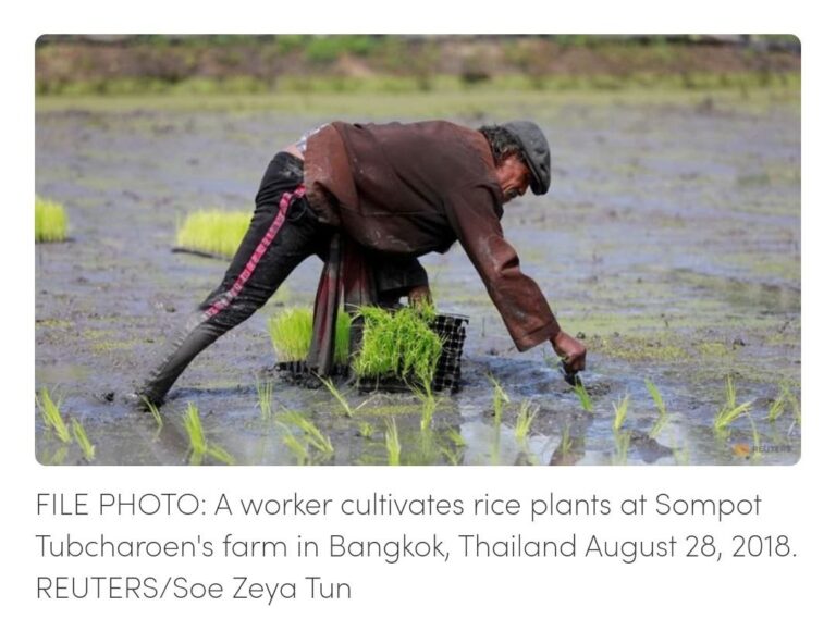 ကမ္ဘာ့ဈေးကွက်တွင် ဆန်ဈေးနှုန်းမြင့်တင်ရေး ထိုင်းနှင့် ဗီယက်နမ်တို့ ပူးပေါင်းမည်