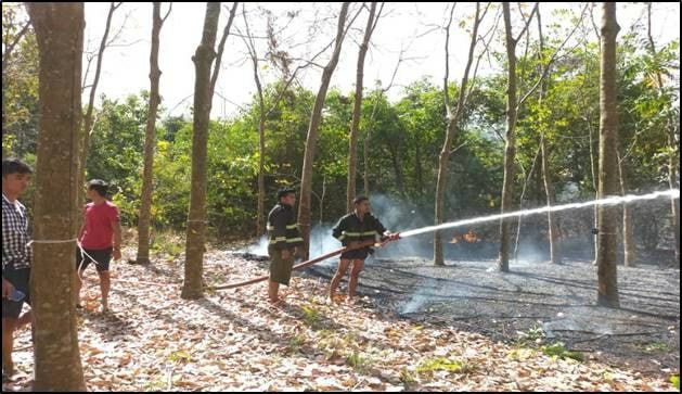 မီးရှို့ဖျက်ဆီးခံရမှုကြောင့် ဒေသခံတောင်သူများပိုင်ဆိုင်သည့် ရော်ဘာ ၄ ဧကနှင့် မန်ဂျန်ရှား ၁ ဧက စုစုပေါင်း ၅ ဧက ပျက်စီးခဲ့