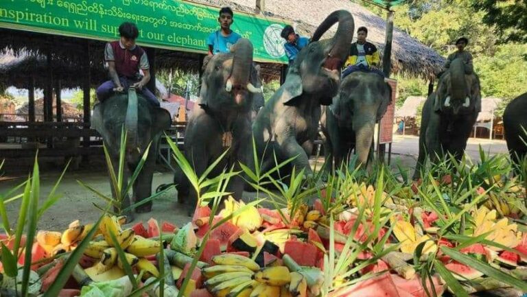 ပလင်းကမ်းသာယာဆင်စခန်းရှိဆင်များအား Online မှတဆင့်ဆက်သွယ်ကာ ဆင်စာဘူဖေးကျွေးမှု ၅၅၃ ကြိမ်ရှိပြီဖြစ်