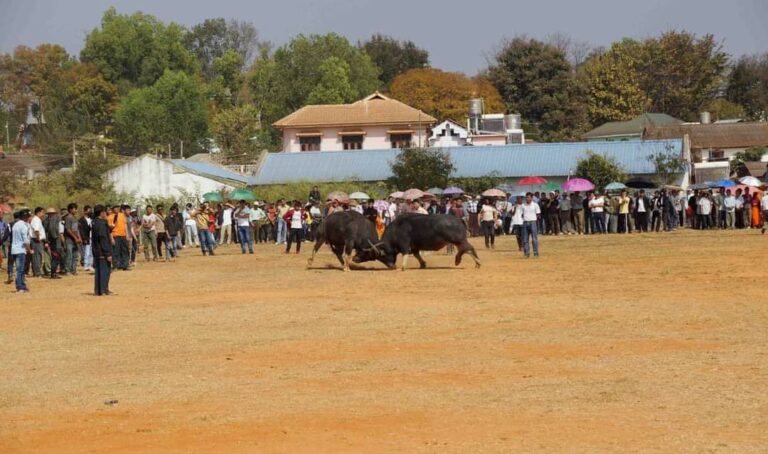 မိုင်းယန်းမြို့၌ ရှမ်းရိုးရာကျွဲခတ်ပွဲအား ယနေ့စတင်ကျင်းပ