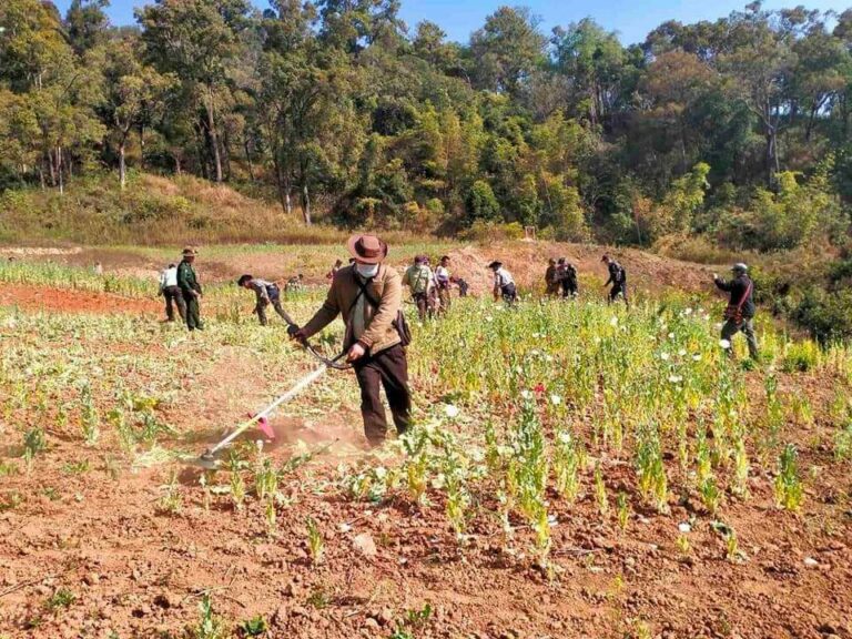 မိုင်းခတ်မြို့နယ်တွင်သီးပွင့်ဆဲဘိန်းခင်းများအား တာဝန်ရှိသူများကဖျက်ဆီးခဲ့