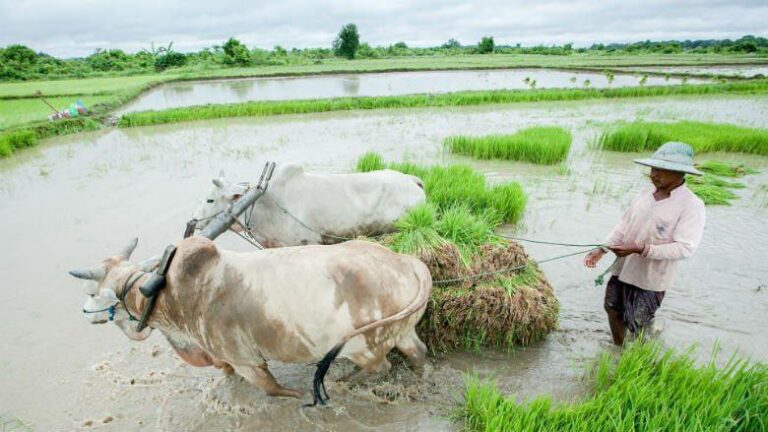 သိပ္ပံနည်းကျစိုက်နည်းစနစ်ဖြင့် မြို့နယ် ၁၅ မြို့နယ်တွင် ၁၆၀၀ ဧကစိုက်ပျိုးခဲ့ရာ တစ်ဧကလျှင်တင်းတရာ​ကျော်ထွက်ရှိ​ကြောင်း​တောင်သူလယ်သမား​နေ့သဝဏ်လွှာတွင် နစကဥက္ကဌဂုဏ်ပြု​ပြောကြား