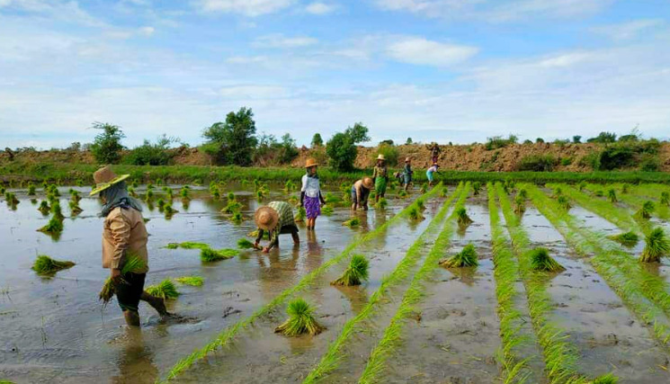 လယ်ယာထွက်ကုန်ပစ္စည်းတင်ပို့မှုမှ အမေရိကန်ဒေါ်လာ ၃ ဘီလီယံကျော်ရရှိထား၊ ယမန်နှစ်ထက် သန်း ၆၀ ကျော်လျော့ကျ