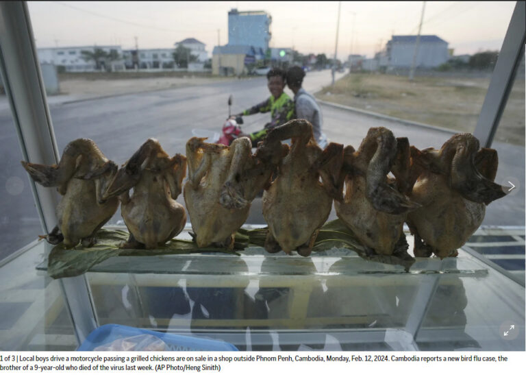 ကမ္ဘောဒီးယားမှာ ကြက်ငှက်တုပ်ကွေးရောဂါဖြင့် သေဆုံးခဲ့တဲ့ ၉ နှစ်သားရဲ့ အစ်ကိုဖြစ်သူမှာ ပိုးကူးစက်မှု တွေ့ရှိ