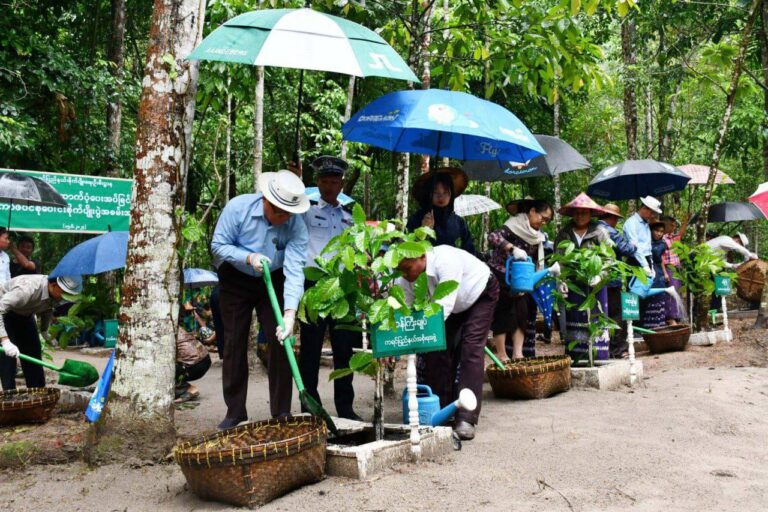 ကရင်ပြည်နယ်တွင် ကော်ဖီသီးနှံကို ဧက ၁၀၀၀ တိုးချဲ့စိုက်မည်