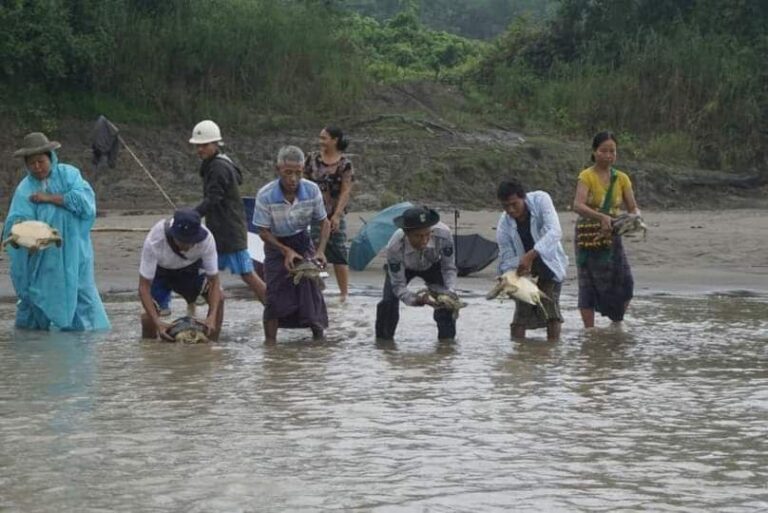 ရှားပါးလာသည့် အရွယ်ရောက်တိုက်လိပ်အကောင်(၅၀)ကို ချင်းတွင်းမြစ်အတွင်း လွှတ်ပေး