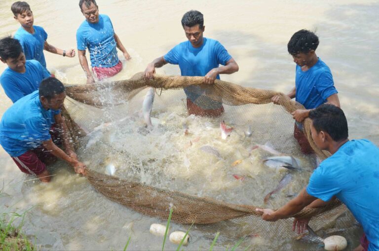 မအူပင်မြို့နယ်မှ ရန်ကုန်ဈေးကွက်သို့ မေလအတွင်း ငါးခေါင်းပွ ငါးပိဿာချိန် (၈၄၀၀၀) ထိ တင်ပို့ရောင်းချခဲ့ရ