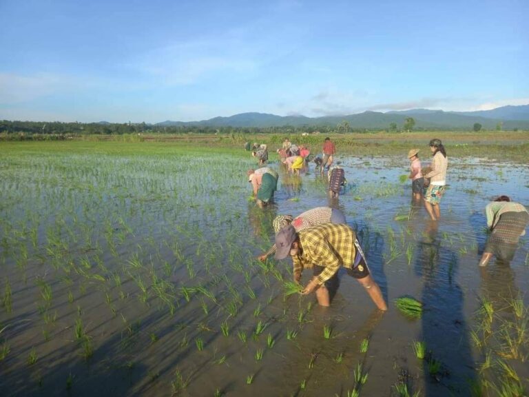 နိုင်ငံ့စီးပွားမြှင့်တင်ရေး ရန်ပုံငွေမှဘီလီယံ ၂၀၀နီးပါးဖြင့် မိုးစပါးသီးနှံဧက (၉.၆) သိန်း ဆောင်ရွက်မည်