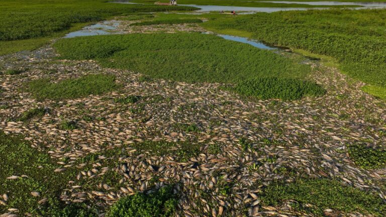 စက်မှုလုပ်ငန်းသုံး ရေဆိုးစွန့်ပစ်မှုတွေကြောင့် ဘရာဇီးမှာ ငါးတန်ချီ ‌ေ-သဆုံးမှုဖြစ်ပွား