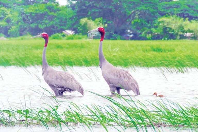 ဧရာဝတီတိုင်းမြို့နယ် (၁၄) မြို့နယ်တွင် ကြိုးကြာခေါင်းနီငှက်များပျံ့နှံ့ကျက်စား‌နေ