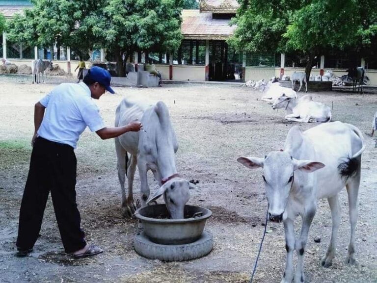 စစ်ကိုင်းမြို့နယ်အတွင်း ရေဝင်ရောက်မှုကြောင့် ယာယီ ပြောင်းရွှေ့ထားရသည့် ကျွဲ၊ နွားများကို ကာကွယ်ဆေးထိုးပေး