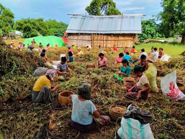 လက်ကျန်နည်းနေသည့် အညာမြေပဲများ အရောင်းအဝယ်သွက်နေ