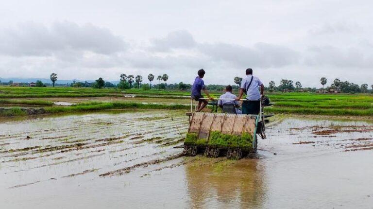 မုဒုံမြို့နယ်တွင် မိုးစပါးစုစုပေါင်းဧက (၇၀၀၀၀)ကျော် စိုက်ပျိုးရန် လျာထားပြီး(၉၅)ရာခိုင်နှုန်း စိုက်ပျိုးထားပြီဖြစ်