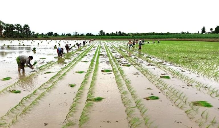 ကျွန်းလှမြို့နယ်တွင် ဧရာမင်းစပါး ဧက (၂၃၀၀၀) ကျော်စိုက်ပျိုး