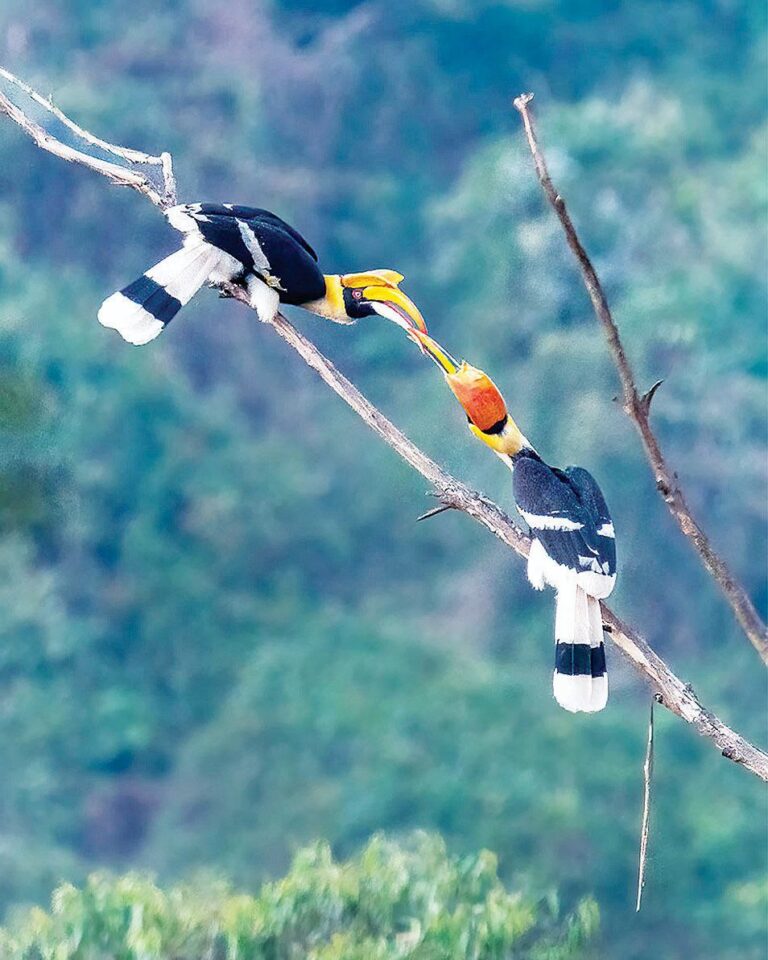 ကမ္ဘာပေါ်တွင်အောက်ချင်းငှက်မျိုးစိတ်ပေါင်း (၁၅)မျိုးခန့်ရှိရာ မြန်မာနိုင်ငံတွင် ၁၀မျိုးခန့် တွေ့ရှိ