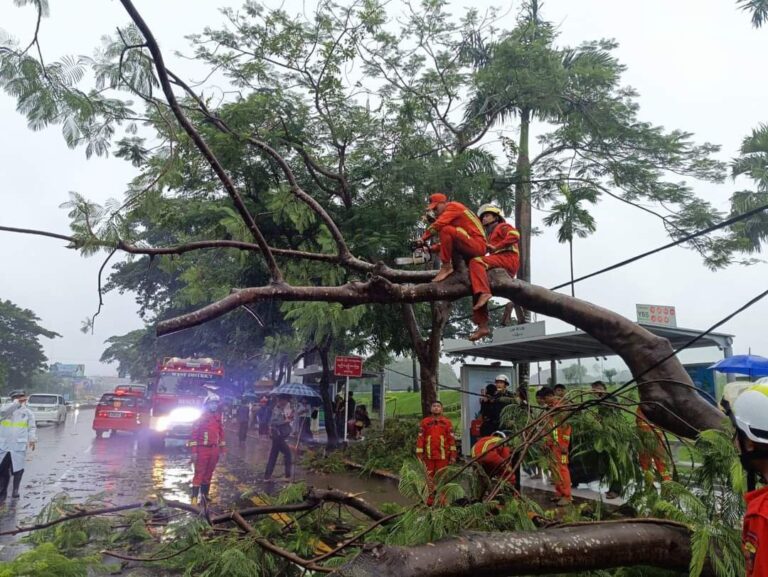 အန္တရာယ်ရှိသည့် ရန်ကုန်က သစ်ပင်လဲကျမှု မြန်မာပလာဇာရှေ့ ကားမှတ်တိုင်တွင်လည်း ကြုံရပြန်