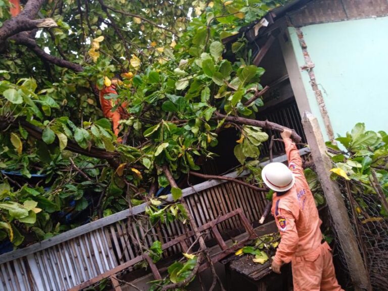 ပုဂံရှေးဟောင်းယဉ်ကျေးမှုနယ်မြေအတွင်း မိုးသည်းထန်စွာရွာသွန်းမှုကြောင့် သစ်ပင်လဲကျမှုများ ဆက်တိုက်ဖြစ်ပေါ်