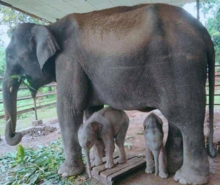 Rare twin elephant born in Wingabaw  Elephant Camp