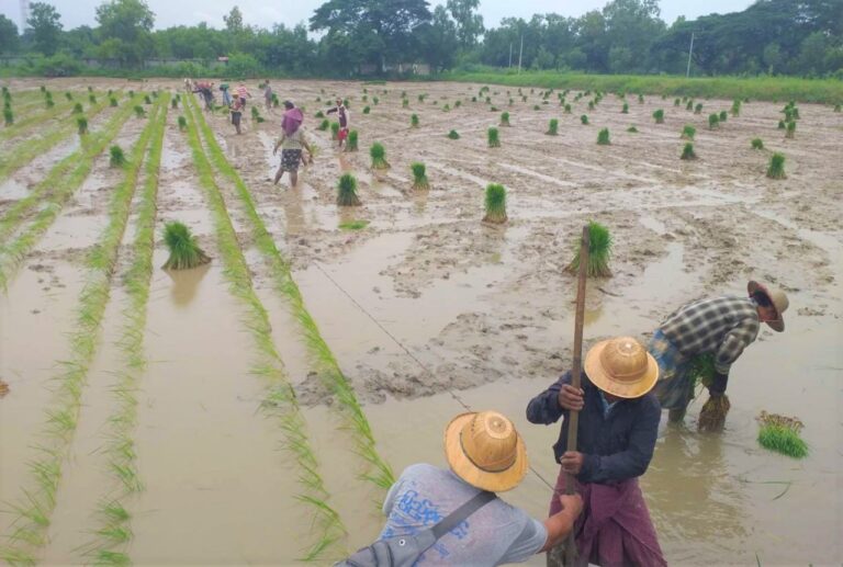 ရေကြီးနစ်မြုပ်မှုကြောင့် မိုးစပါးသီးနှံ ထိခိုက်မှုရှိခဲ့သည့် စိုက်ခင်းများအတွက် တစ်ဧက ကျပ်တစ်သိန်းနှုန်းဖြင့် အတိုးမဲ့ ချေးပေးရန်လျာထား