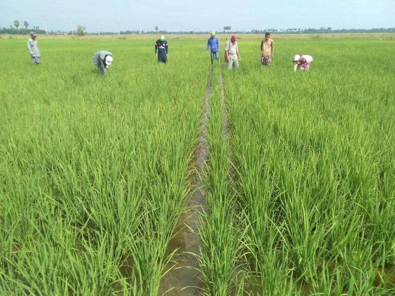 ၂၀၂၄-၂၀၄၅ ဘဏ္ဍာနှစ်အတွင်း တောင်သူများကို ချေးငွေကျပ် ၂၄၄၆ ဒသမ ၂၀ သန်း ထုတ်ချေးထား